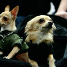 20091128_haustiermesse_0877.jpg