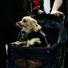 20091128_haustiermesse_0878.jpg