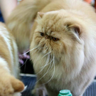 20091129_Haustiermesse_0045.jpg