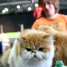 20091129_Haustiermesse_0047.jpg