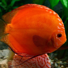 20091129_Haustiermesse_0103.jpg
