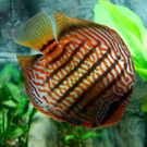 20091129_Haustiermesse_0108.jpg