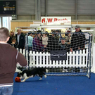 20091129_Haustiermesse_0112.jpg