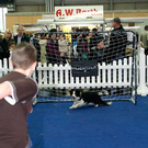 20091129_Haustiermesse_0113.jpg