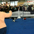 20091129_Haustiermesse_0114.jpg