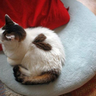 Katzen mit Herz