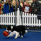 20091129_Haustiermesse_0134.jpg