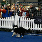 20091129_Haustiermesse_0135.jpg