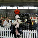 20091129_Haustiermesse_0139.jpg