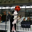 20091129_Haustiermesse_0141.jpg