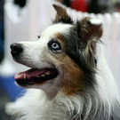20091129_Haustiermesse_0145.jpg