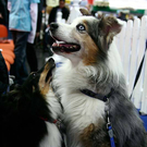 20091129_Haustiermesse_0148.jpg