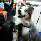 20091129_Haustiermesse_0150.jpg