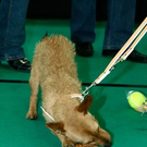 20091129_Haustiermesse_0178.jpg
