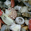 20091129_Haustiermesse_0231.jpg