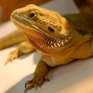 20091129_Haustiermesse_0259.jpg