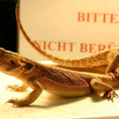 20091129_Haustiermesse_0271.jpg