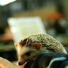 20091129_Haustiermesse_0282.jpg
