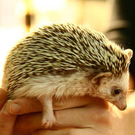 20091129_Haustiermesse_0286.jpg