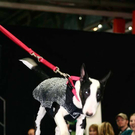 20091129_Haustiermesse_0323.jpg
