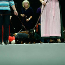 20091129_Haustiermesse_0325.jpg