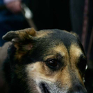 20091129_Haustiermesse_0332.jpg