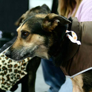 20091129_Haustiermesse_0335.jpg