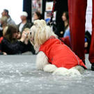 20091129_Haustiermesse_0344.jpg