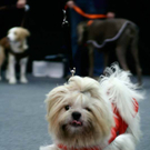 20091129_Haustiermesse_0347.jpg