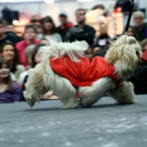20091129_Haustiermesse_0348.jpg