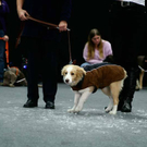 20091129_Haustiermesse_0354.jpg