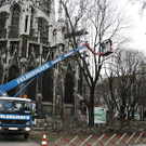 Baum hinter Votivkirche gefällt