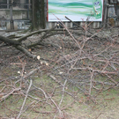 Baumf__llung-003.jpg