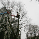 Baumf__llung-004.jpg
