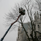 Baumf__llung-008.jpg