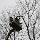Baumf__llung-009.jpg