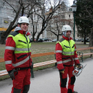 Baumf__llung-010.jpg
