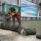 Baumf__llung-012.jpg