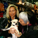 20091129_Haustiermesse_0464.jpg