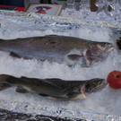 Fische auf dem Markt.JPG