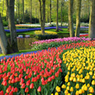 06_05_tulpenbl__te_holland_jpg-1297857370