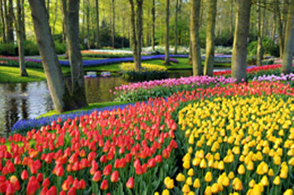 06_05_tulpenbl__te_holland_jpg-1297857370