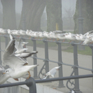 108_7710_jpg-1297897320