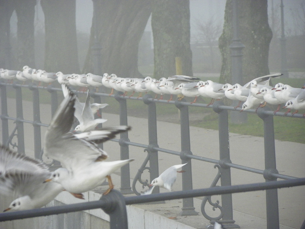 108_7710_jpg-1297897320