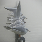 108_7712_jpg-1297897327