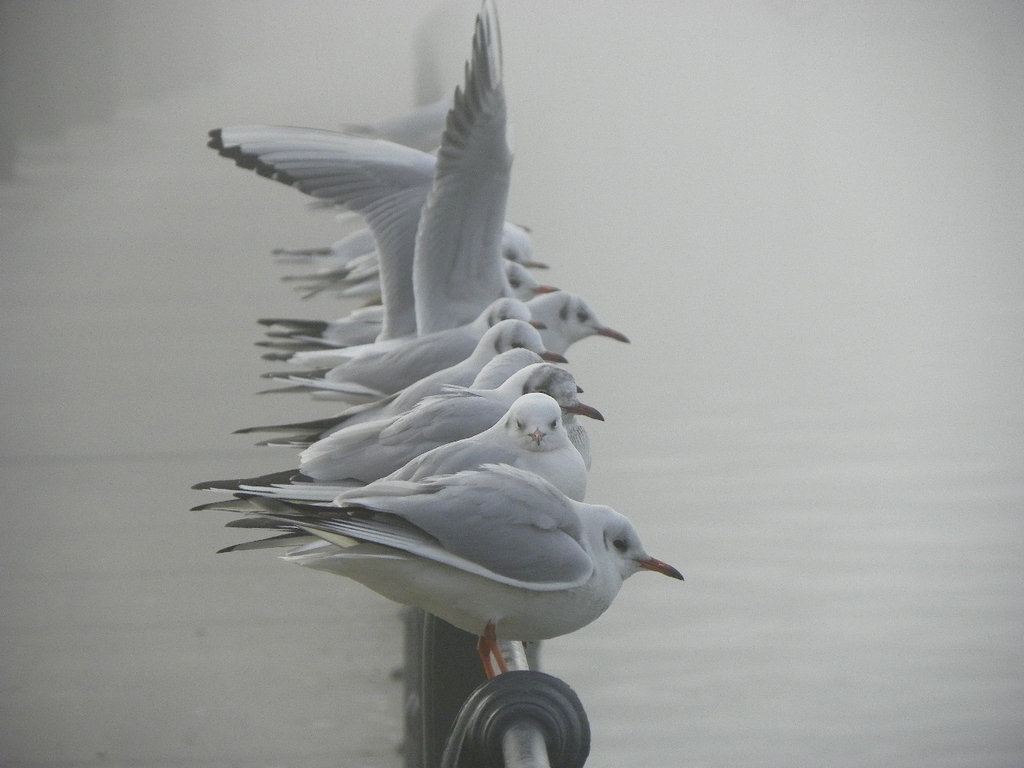 108_7712_jpg-1297897327