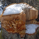 274_bearbeitet-1_jpg-1297958321