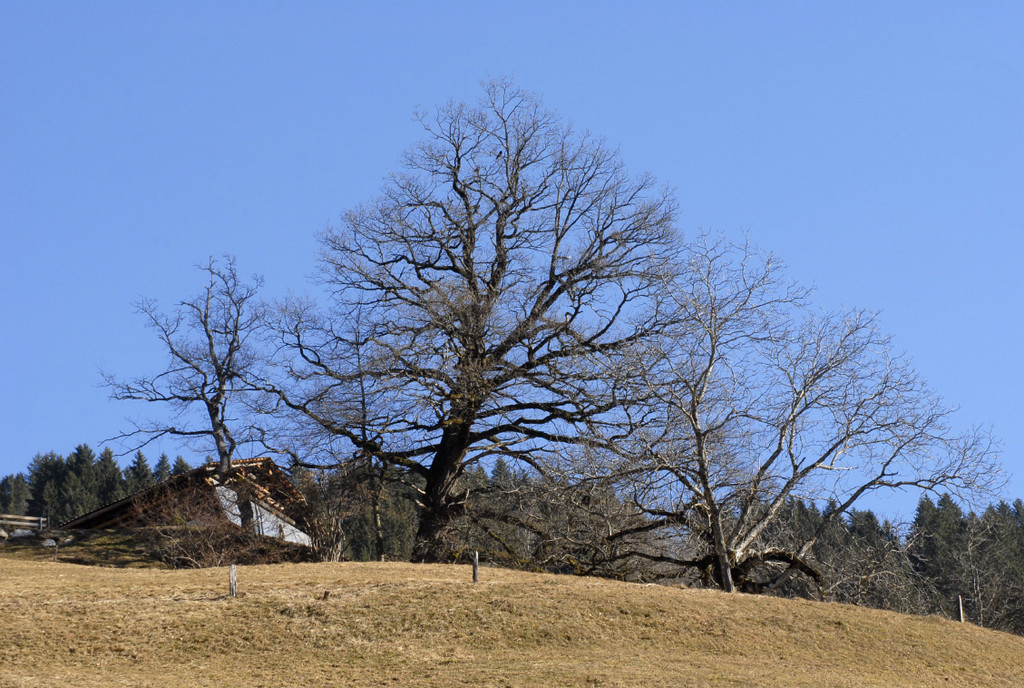 153_bearbeitet-1_jpg-1298130299