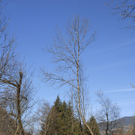 084_bearbeitet-1_jpg-1298185460