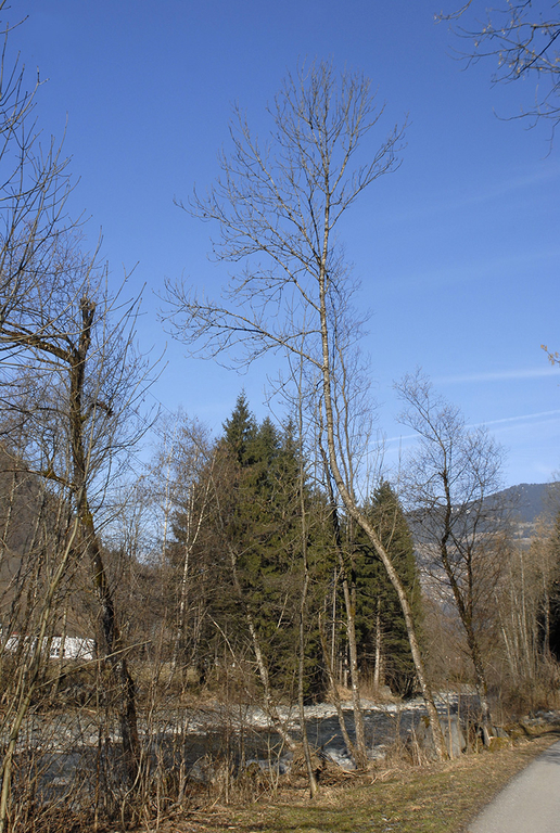 084_bearbeitet-1_jpg-1298185460